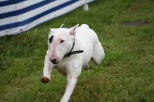 2. Hunderennen Wietzen