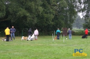 Hunde und Halterausbildung
