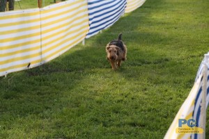 Trixi und Annie-May 3. Hunderennen