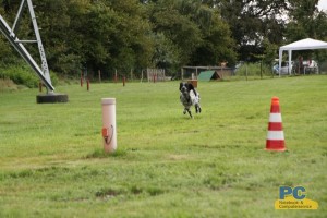 Balou und Spencer beim 3. Hunderennen in Wietzen